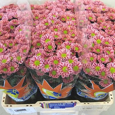 Chrysant san. kim
