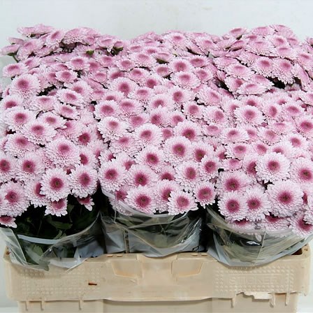 Chrysant san. navona