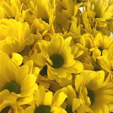 Chrysant Spr. Yellow Strike