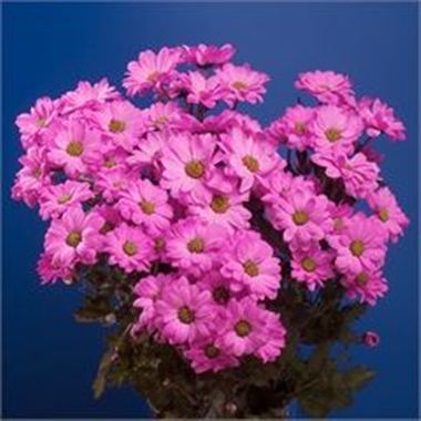 Chrysant spr. Reagan Dyed Cerise