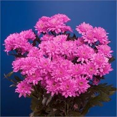Chrysant spr. Euro Dyed Cerise