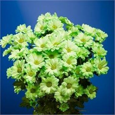 Chrysant spr. Reagan Dyed Green