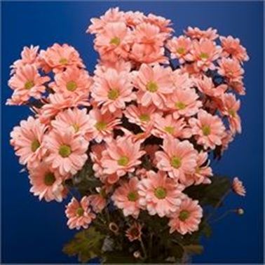 Chrysant spr. Reagan Dyed Pink
