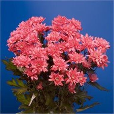 Chrysant spr. Dyed Red
