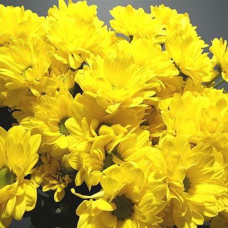 Chrysant spr. bacardi sunny