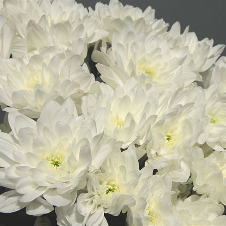 CHRYSANT SPR. baltica