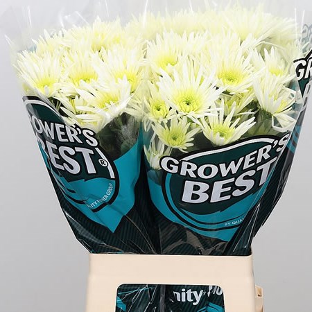 CHRYSANT SPR. delianne white