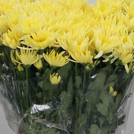 CHRYSANT SPR. delianne yellow