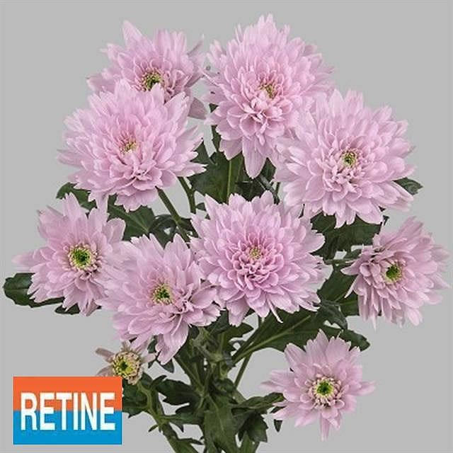 CHRYSANT SPR. euro pink