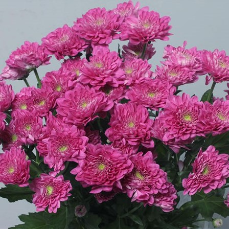 Chrysant spr. exopolis