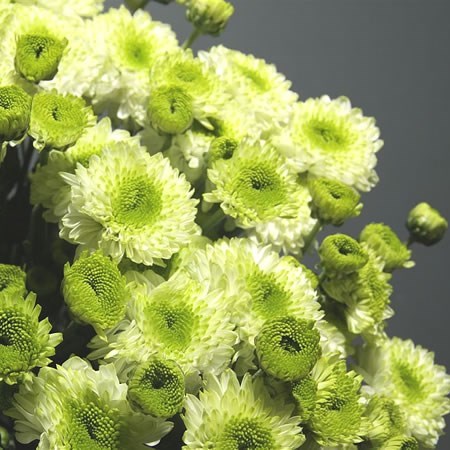CHRYSANT SPR. furore