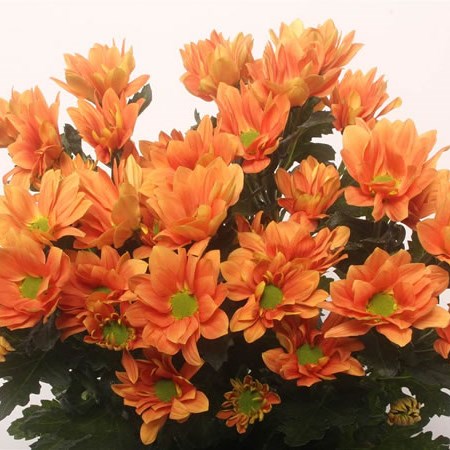 CHRYSANT SPR. grand orange