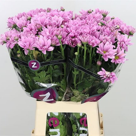 CHRYSANT SPR. grand pink