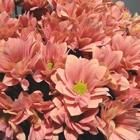 Chrysant spr. grand salmon