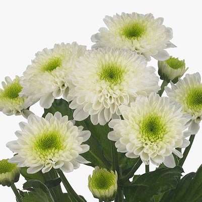 Chrysant spr. ivy