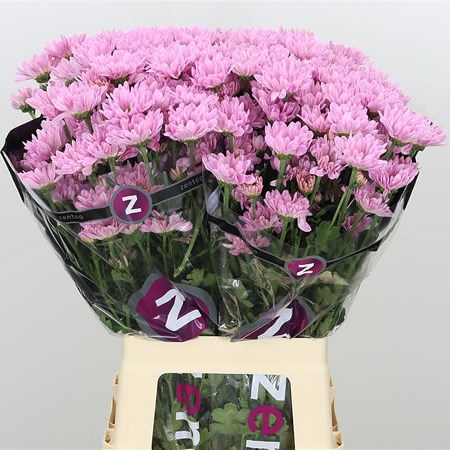 Chrysant spr. katinka