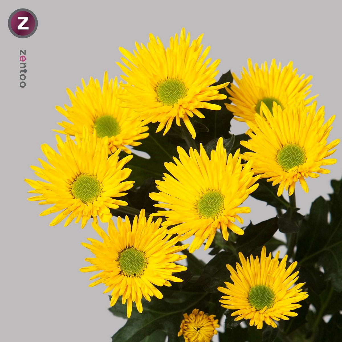 Chrysant spr. korona