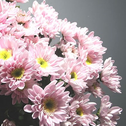 Chrysant spr. mona lisa pink