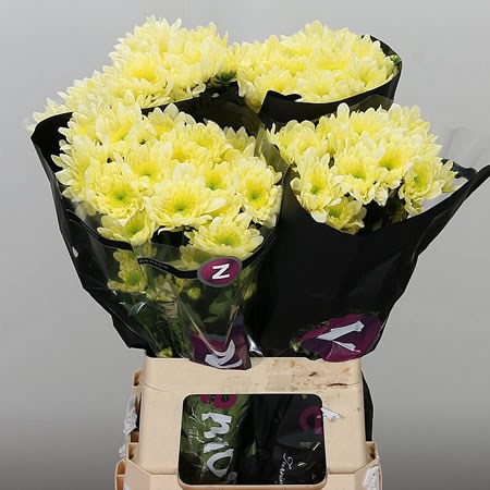 Chrysant spr. radost cream