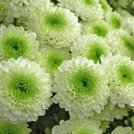 Chrysant spr. skye