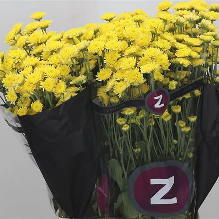 Chrysant spr. stallion yellow