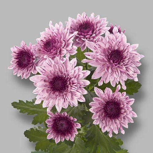 Chrysant spr. vip