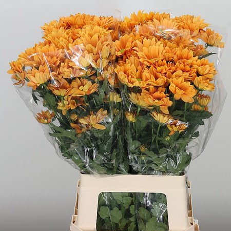 CHRYSANT SPR. woodpecker