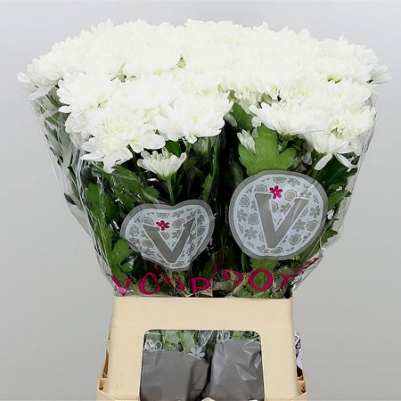 Chrysant spr. zembla white