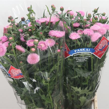 Cirsium Japonica Pink Beauty 80cm | Wholesale Dutch Flowers & Florist ...