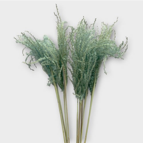 Clearance Item - Dried Miscanthus Ice Blue x 10 stems