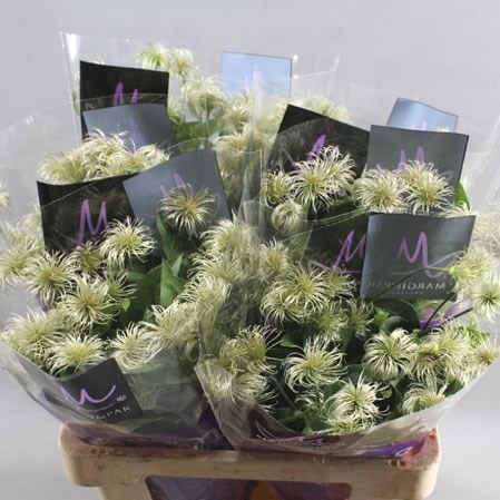 Clematis Amazing Kibo