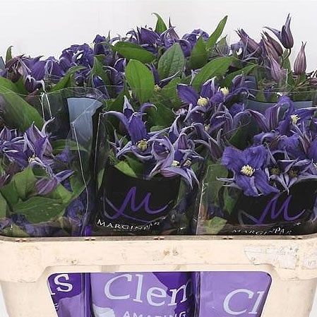 Clematis Blue Pirouette