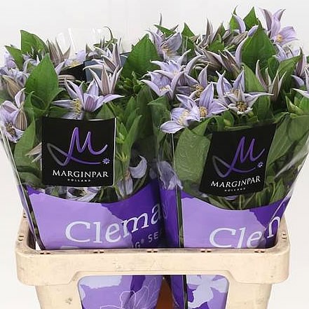Clematis Star River