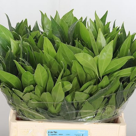 Cocculus Laurifolius