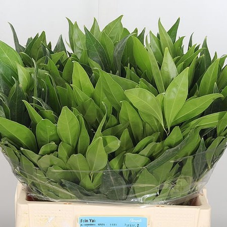 Cocculus Laurifolius