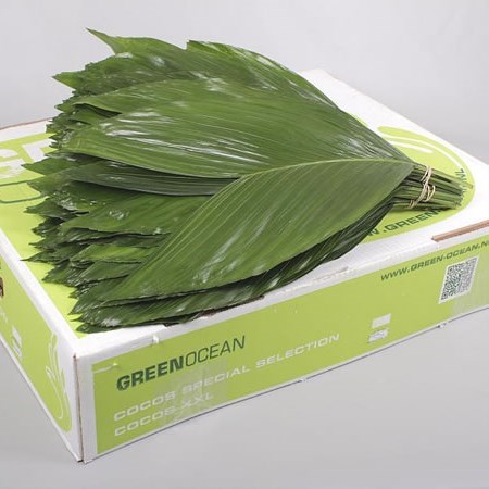Cocos Palm X- Large
