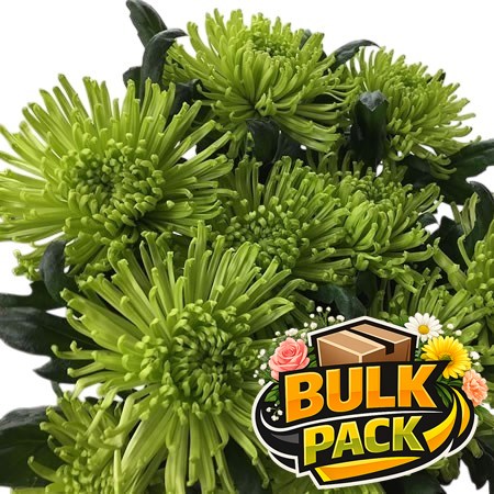 Colombian Green Chrysanth Bloom (80 stem Bulk Pack)