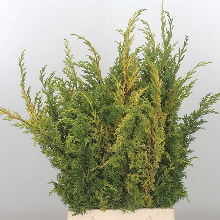 Conifer Juniperus Aurea