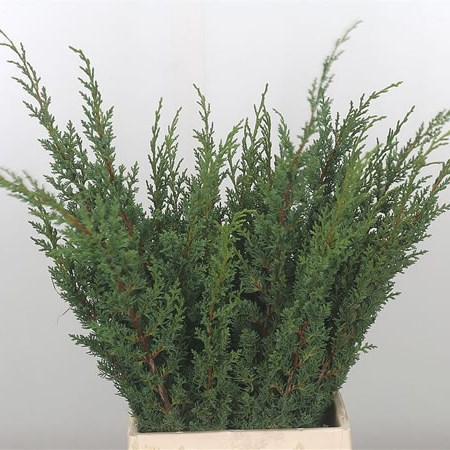 Conifer Juniperus Blue