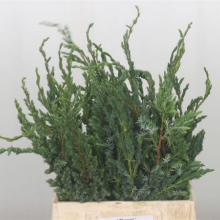 Conifer Juniperus Meyeri