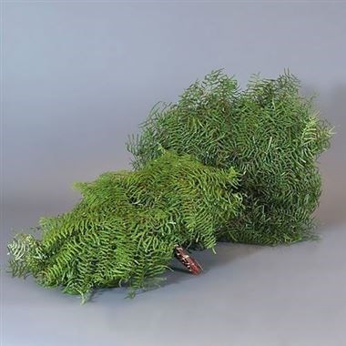 Coral Fern (Gleichenia)