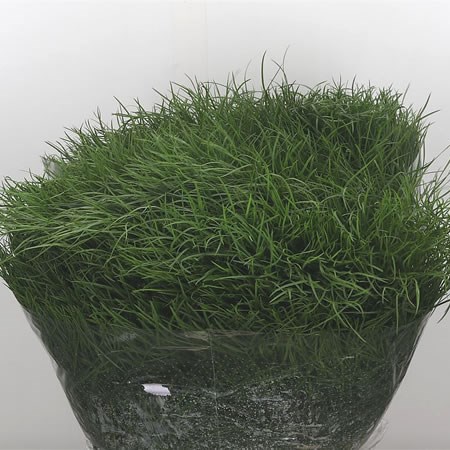 Corallo Grass