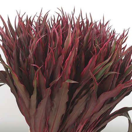 Cordyline Chicken Tail