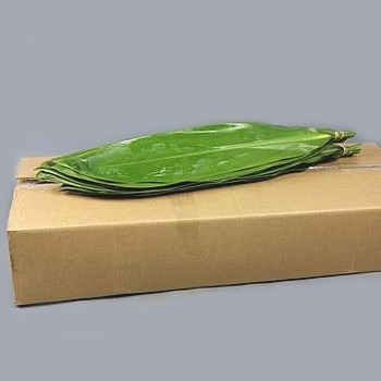 Cordyline Green Tie