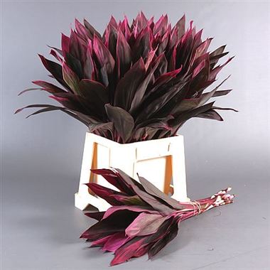 Cordyline Red leaf (50 stems)