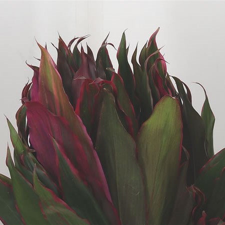 Cordyline Red Band