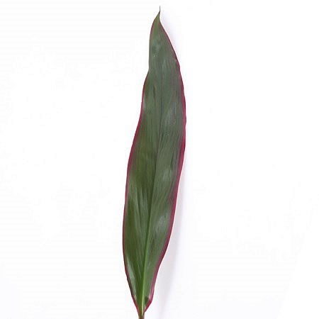 Cordyline Red Edge