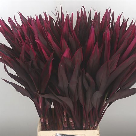 Cordyline Red Sensation
