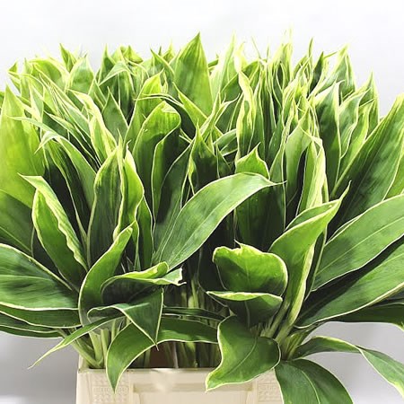 Cordyline Tips Snow Queen