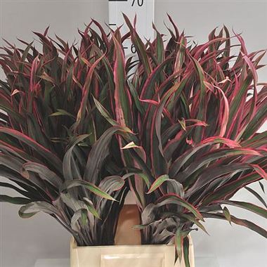 Cordyline Chicken Tail